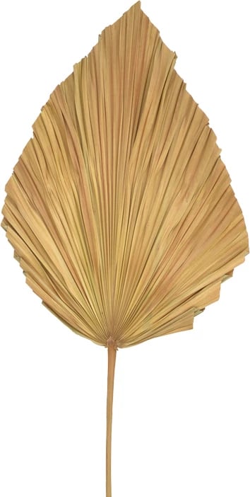 Gjethe dekorative Walsy, ngjyrë natyrale, 135cm