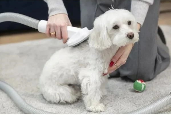 Pajisje kujdesi për kafshë MPM MOD-100, me fshesë me korrent dhe prerës qimesh, Gri