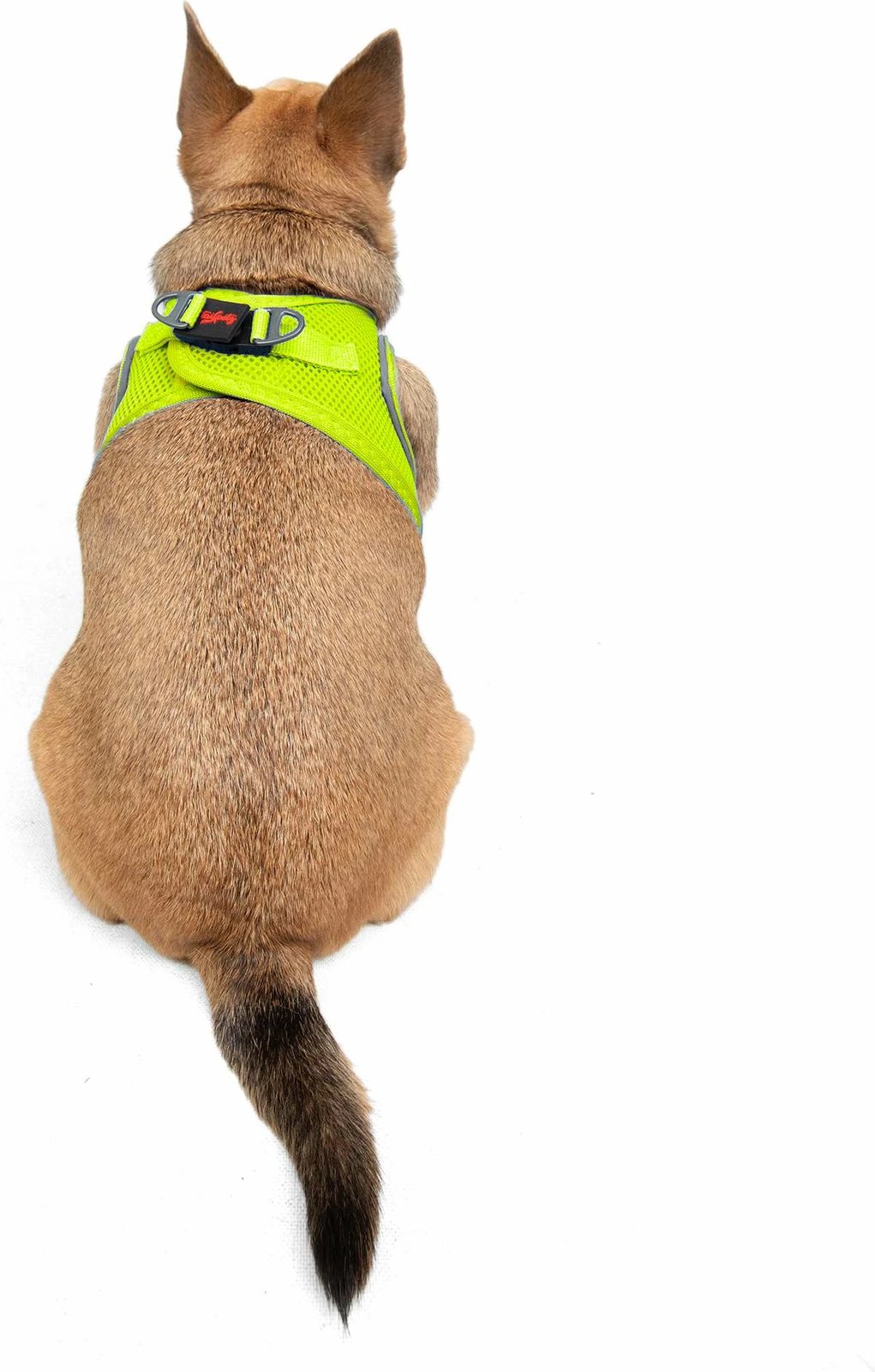 Parzmore për qen, ngjyrë Neo Lime, Air-Mesh