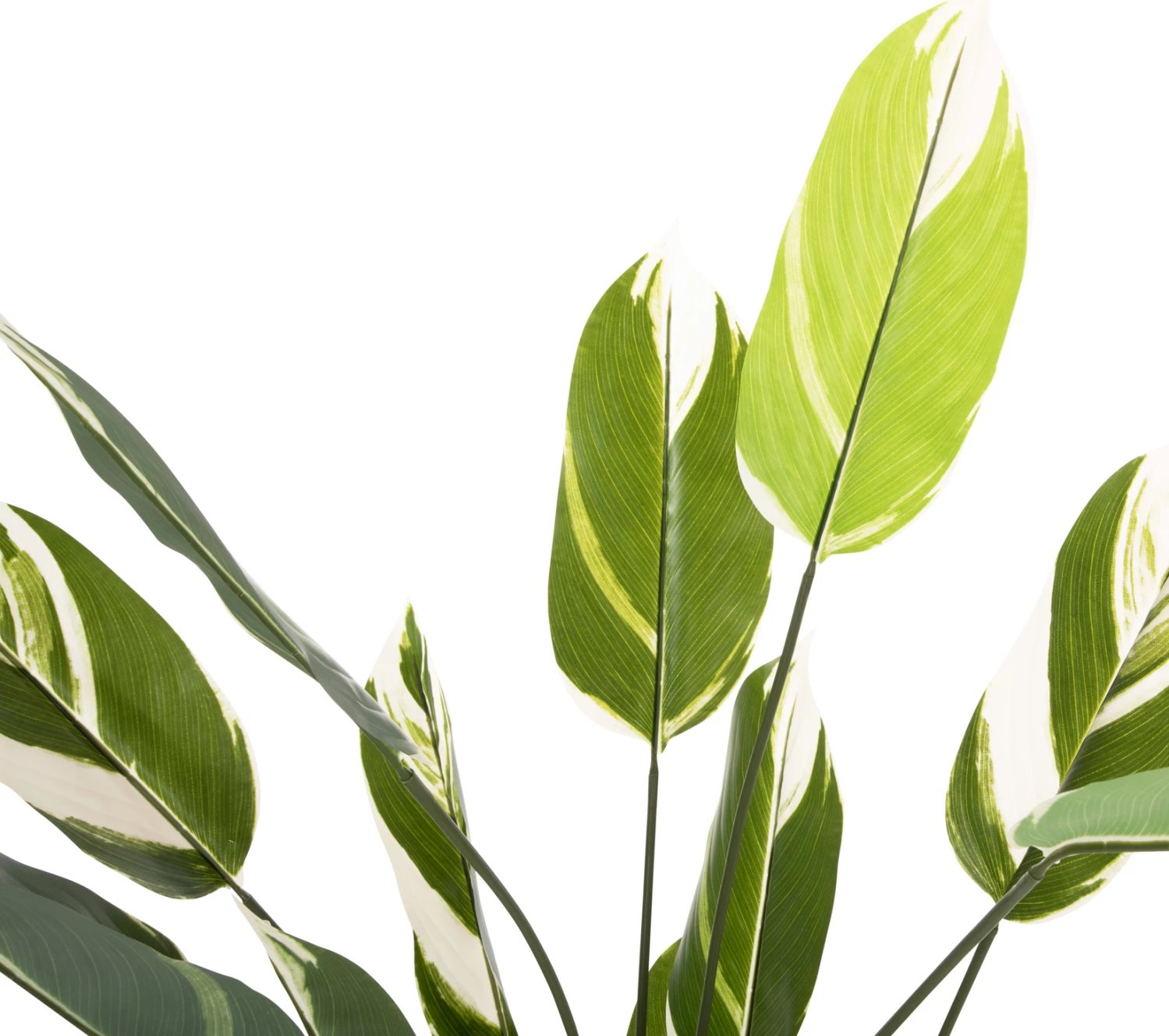 Bimë sintetike dekorative në vazo, FH7997, Calathea, 140Hcm