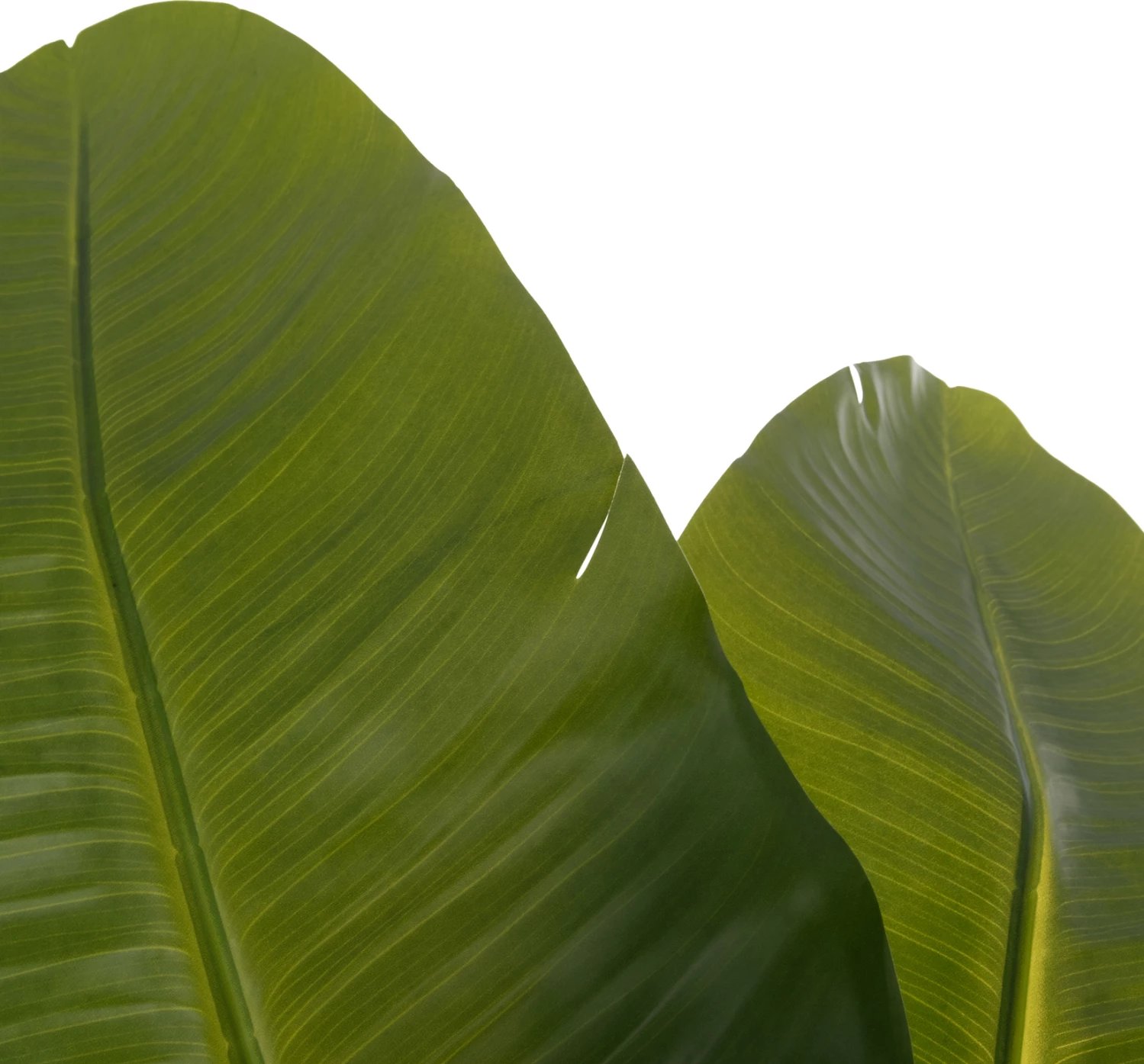 Bimë sintetike dekorative në vazo, Strelitzia, FH4739, Φ18x172cm