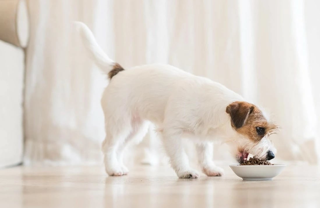 Ushqim për qen Schesir, 12 kg