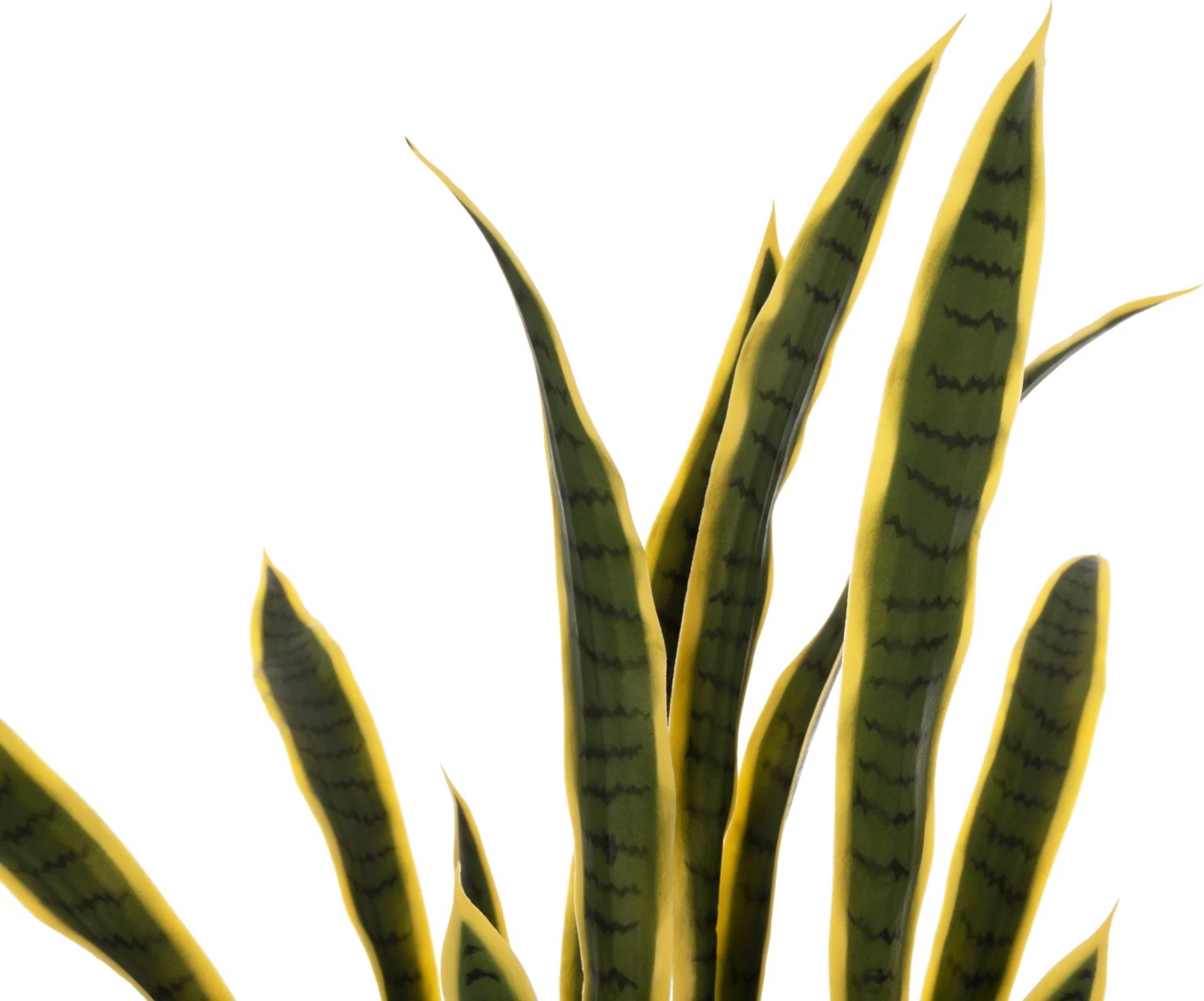 Bimë sintetike dekorative në vazo, FH7994.01, SANSEVIERIA, gjelbër-verdhë, 150Hcm