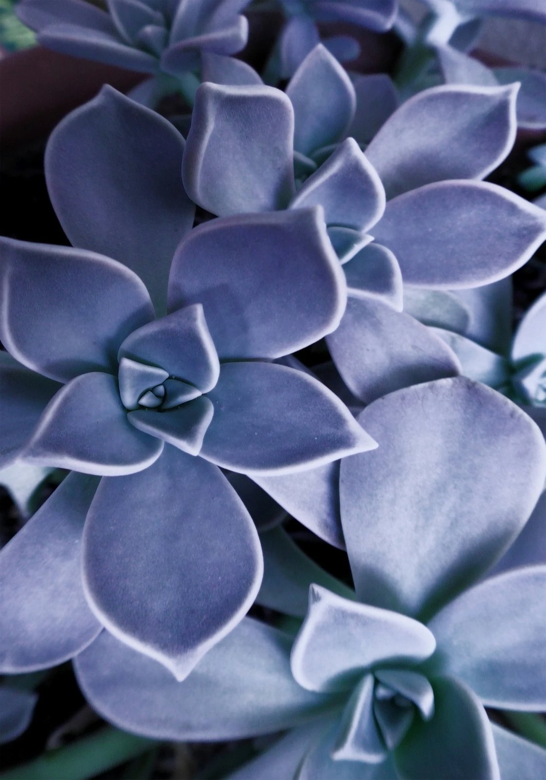 Set tapetash për banjo (2 copë), Mijolnir, CT-5300