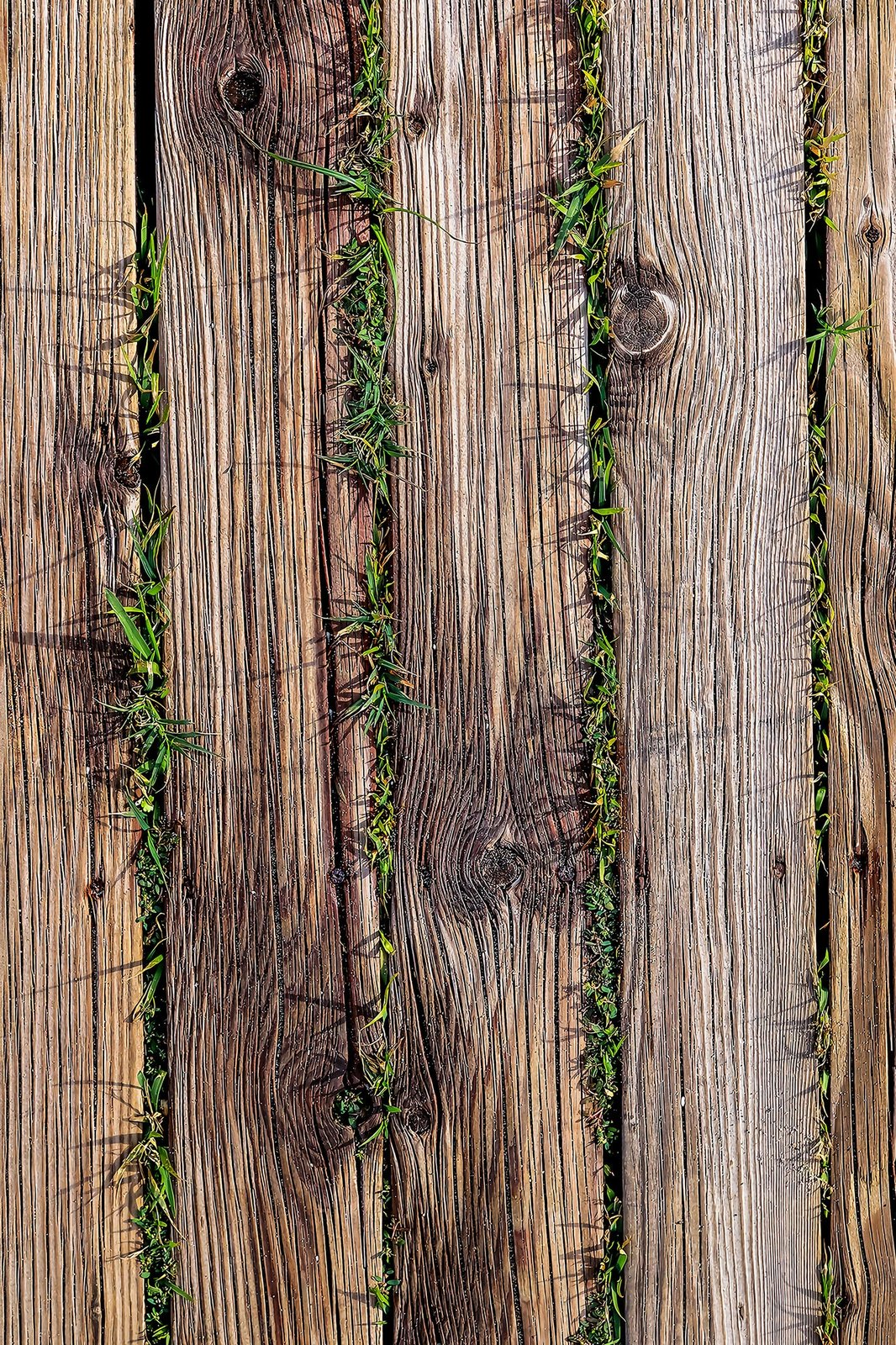 Qilim (50x80) Conceptum Hypnose, Wookece221