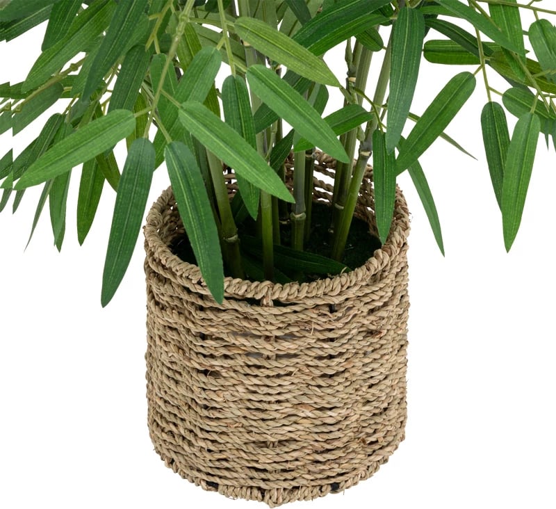 Bimë në vazo Belica D45x100cm