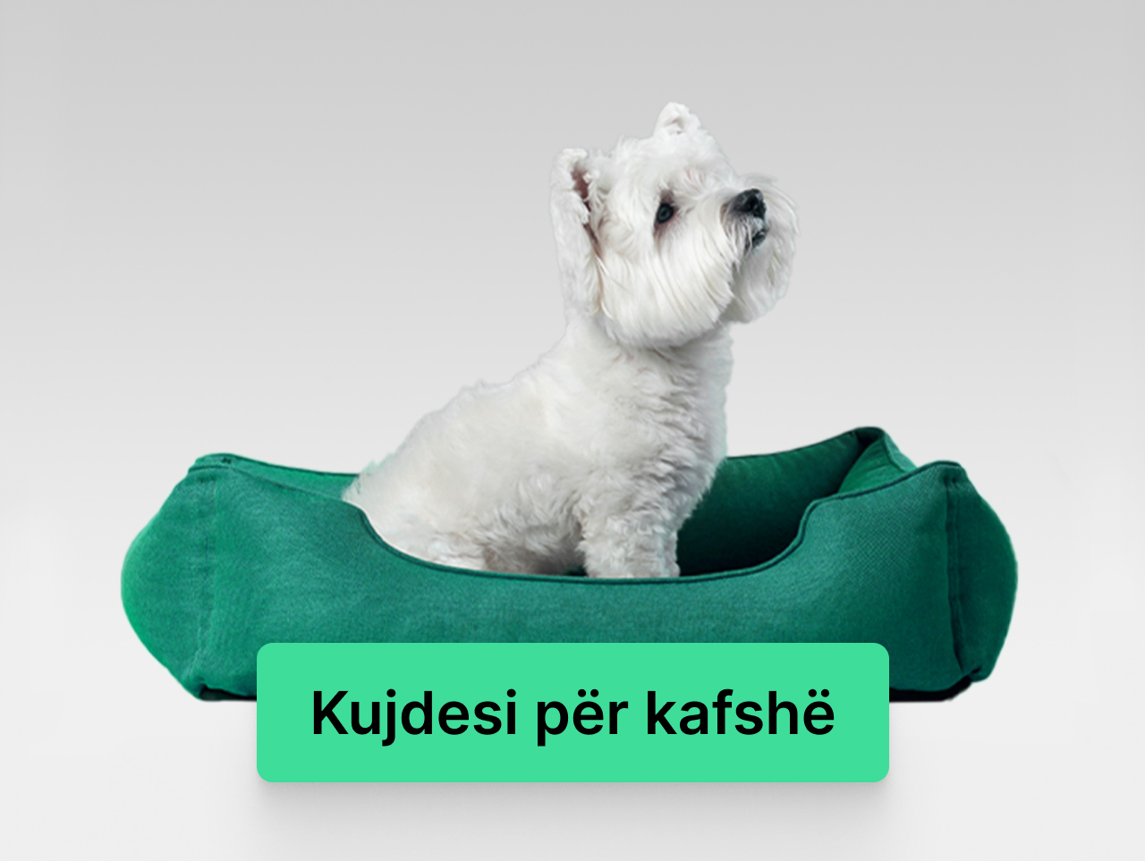 Kujdesi-për-kafshë-kategori