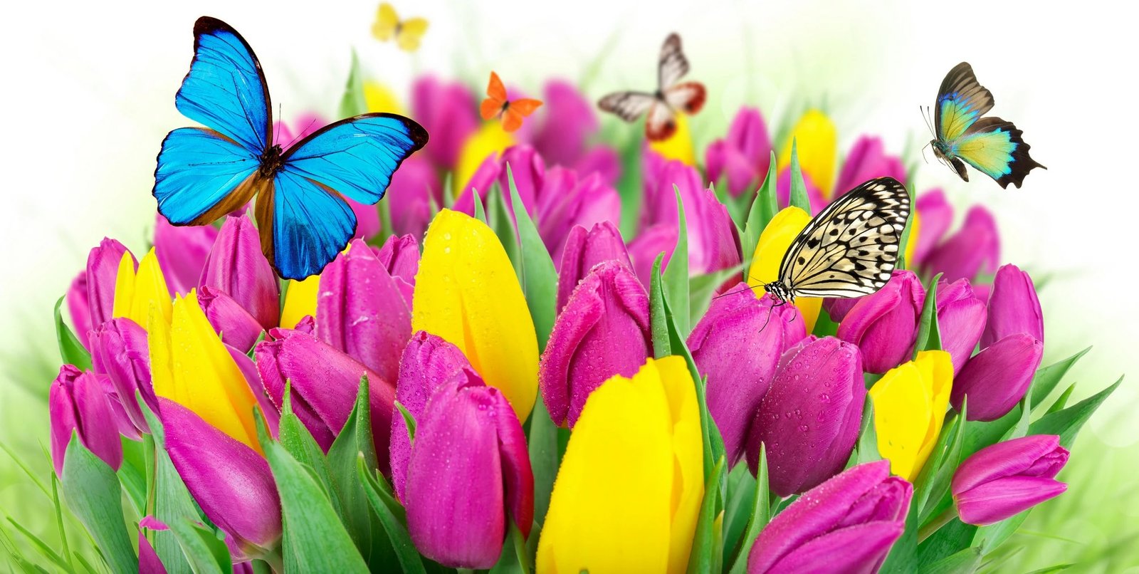 Set tapetash për banjo, shumëngjyrëshe, Mijolnir CT-5110 (2 copë)