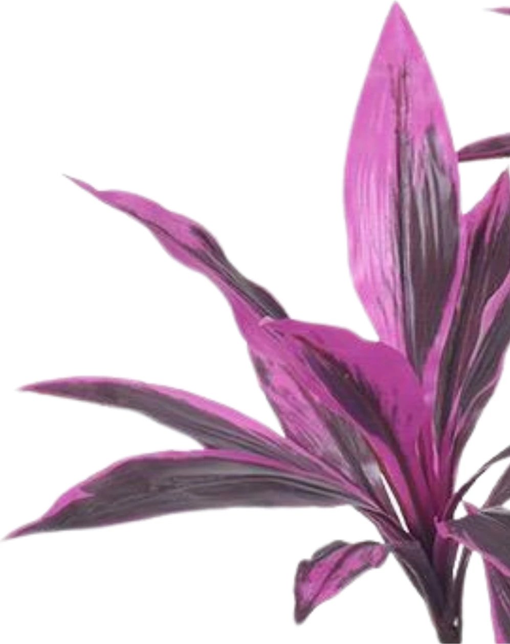 Bimë artificiale Pink Dracaena, 150 cm