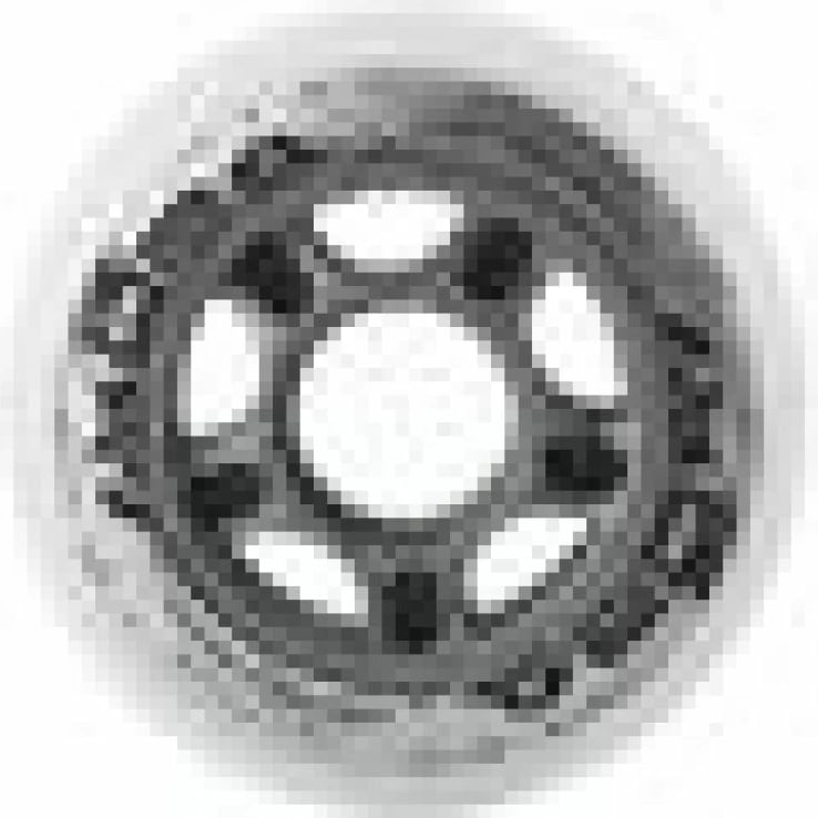 Rrota për rollera Nils Extreme, të bardha