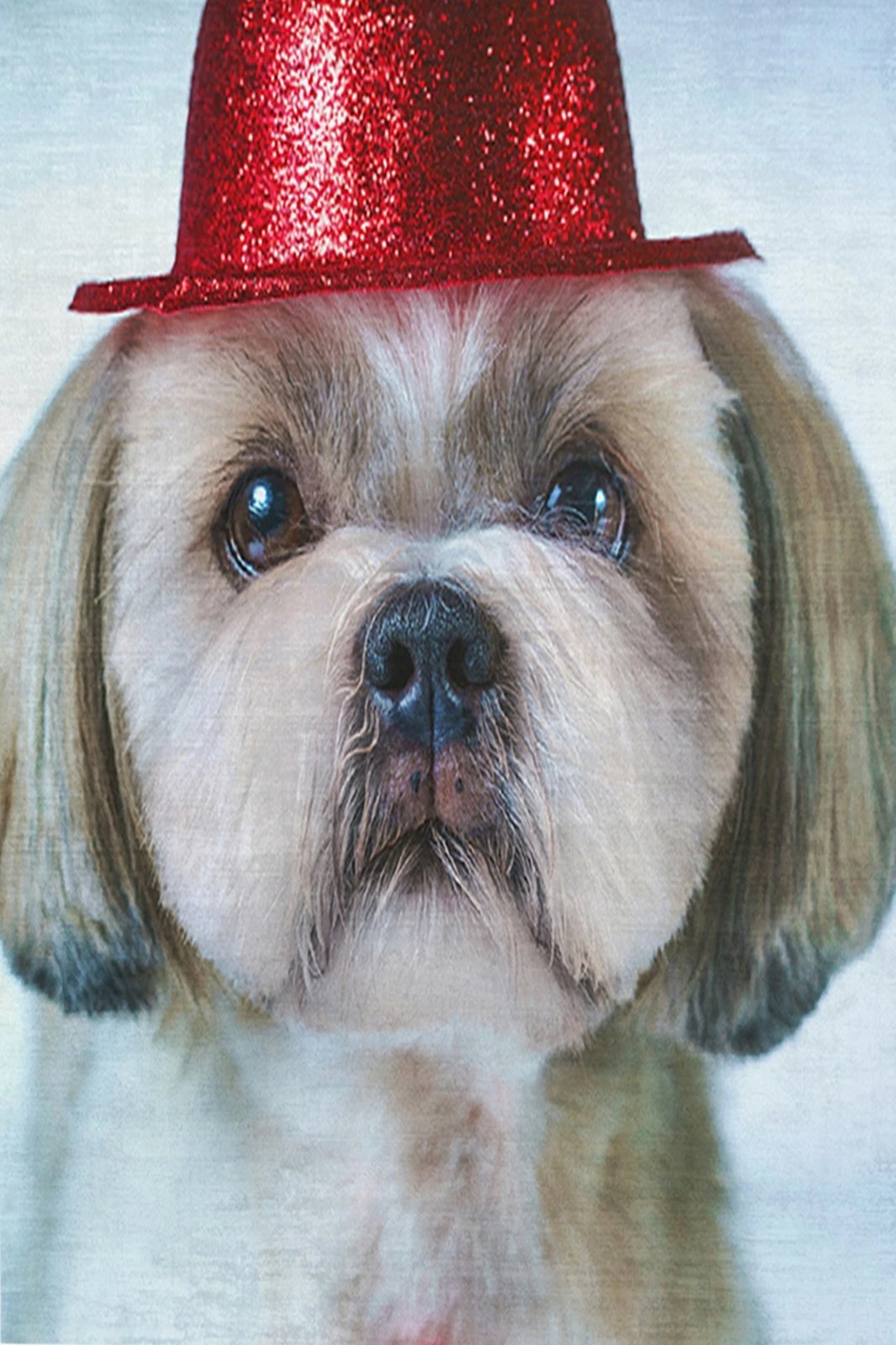 Qilim multingjyrësh, 140x220cm, Conceptum Hypnose, KHMFESTO008KEÇE