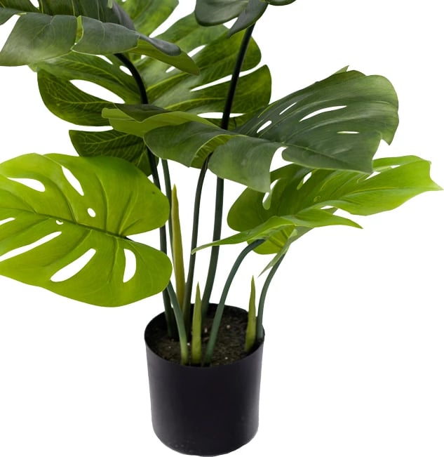 Bimë dekorative Monstera në vazo, ngjyrë e gjelbër, H70cm