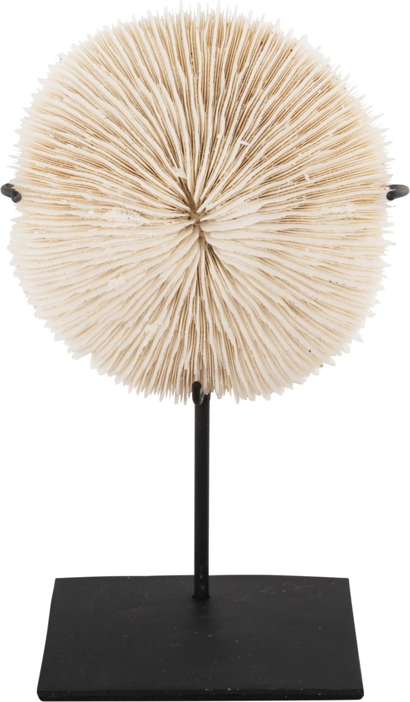 Dekor Tavoline FH4273 koral në ngjyrë natyrale - qëndrim metalik i zi 8x8x16H cm