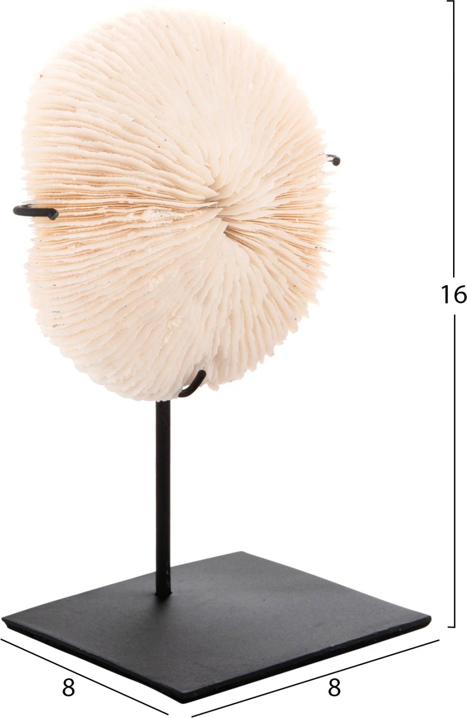 Dekor Tavoline FH4273 koral në ngjyrë natyrale - qëndrim metalik i zi 8x8x16H cm Dekor Tavoline FH4273 koral në ngjyrë natyrale - qëndrim metalik i zi 8x8x16H cm