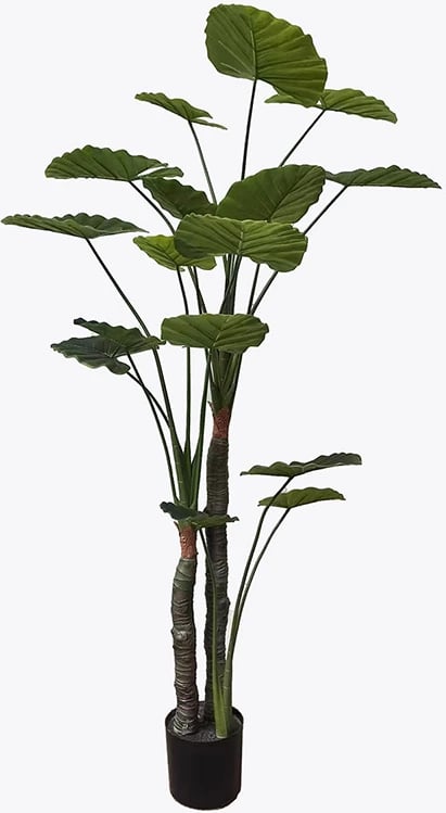 Bimë dekorative Taro në vazo, ngjyrë e gjelbër, D90x180cm