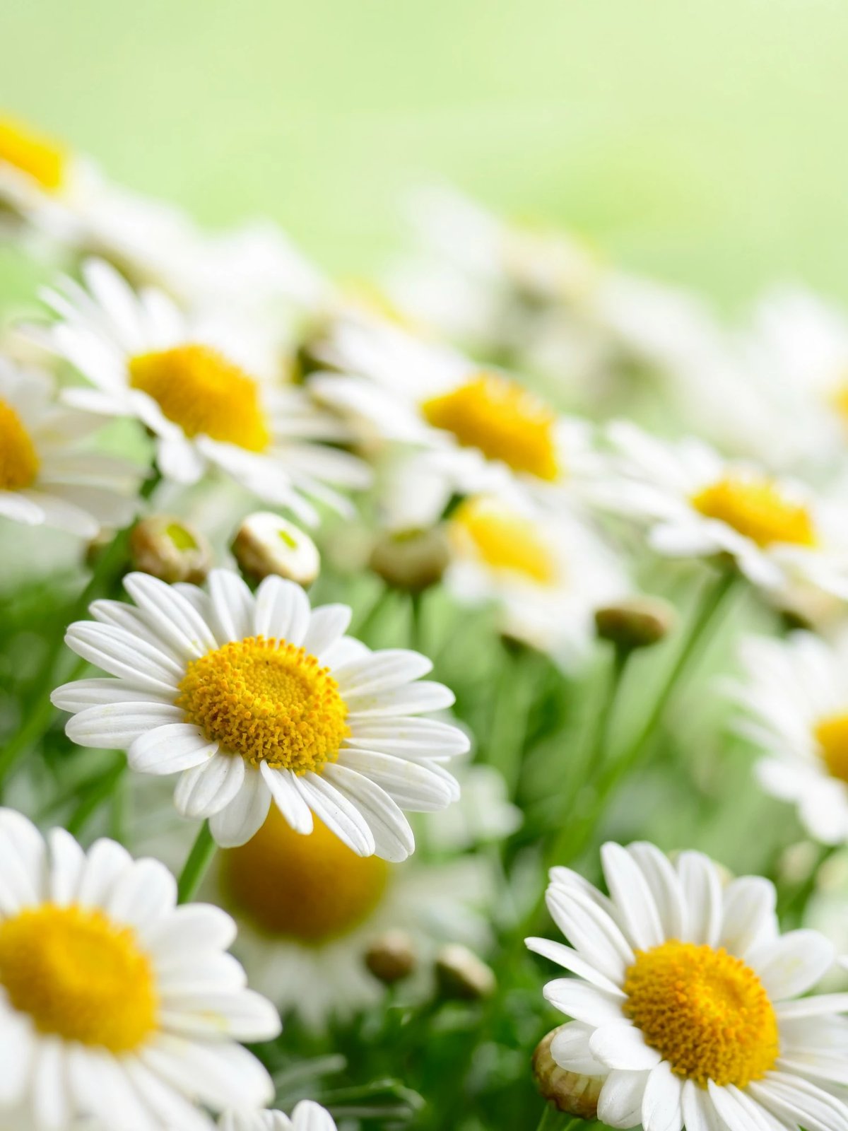 Set tapetash për banjo (2 copë), Mijölnir, CT-5124