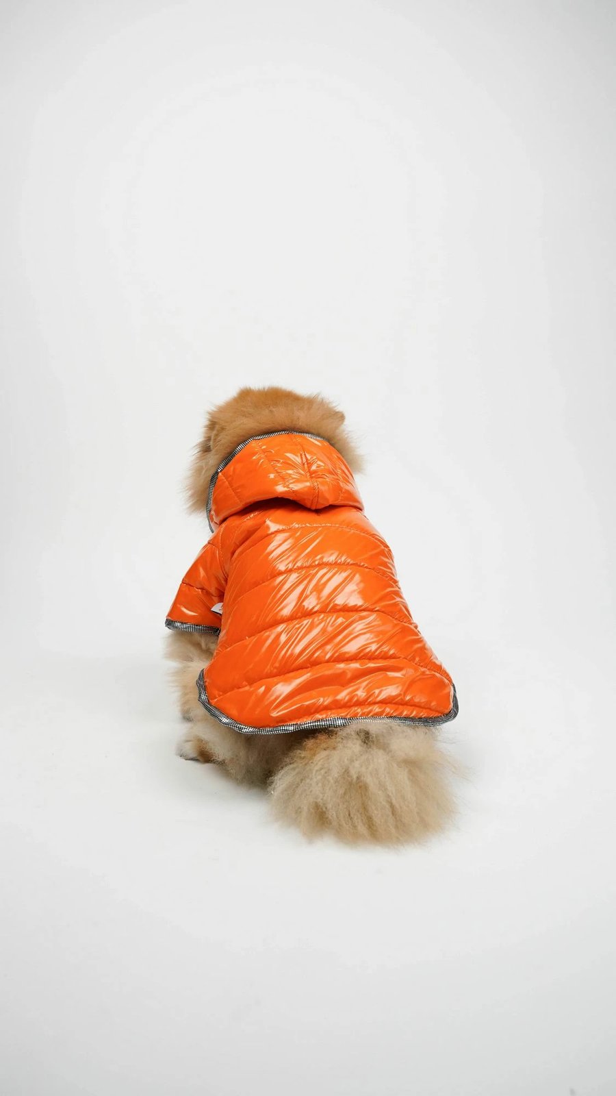 Hoodie për qen, Moncler, portokalli, Paws & Whiskers