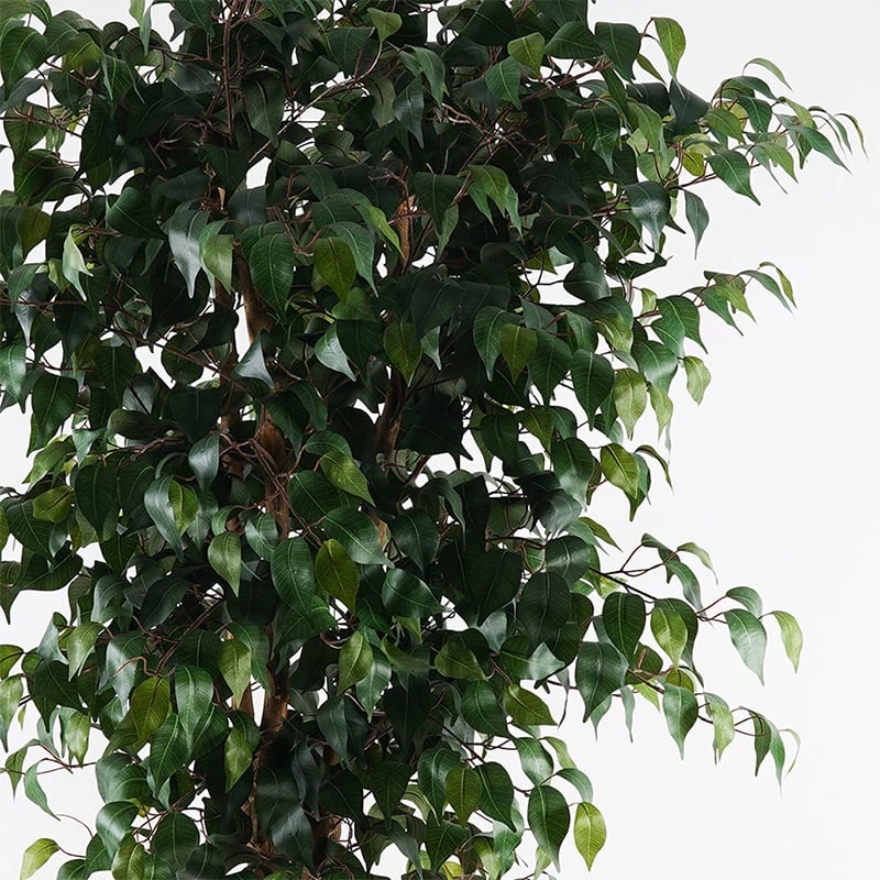 Bimë dekorative në vazo, Banyan, ngjyrë e gjelbër, 95x180cm