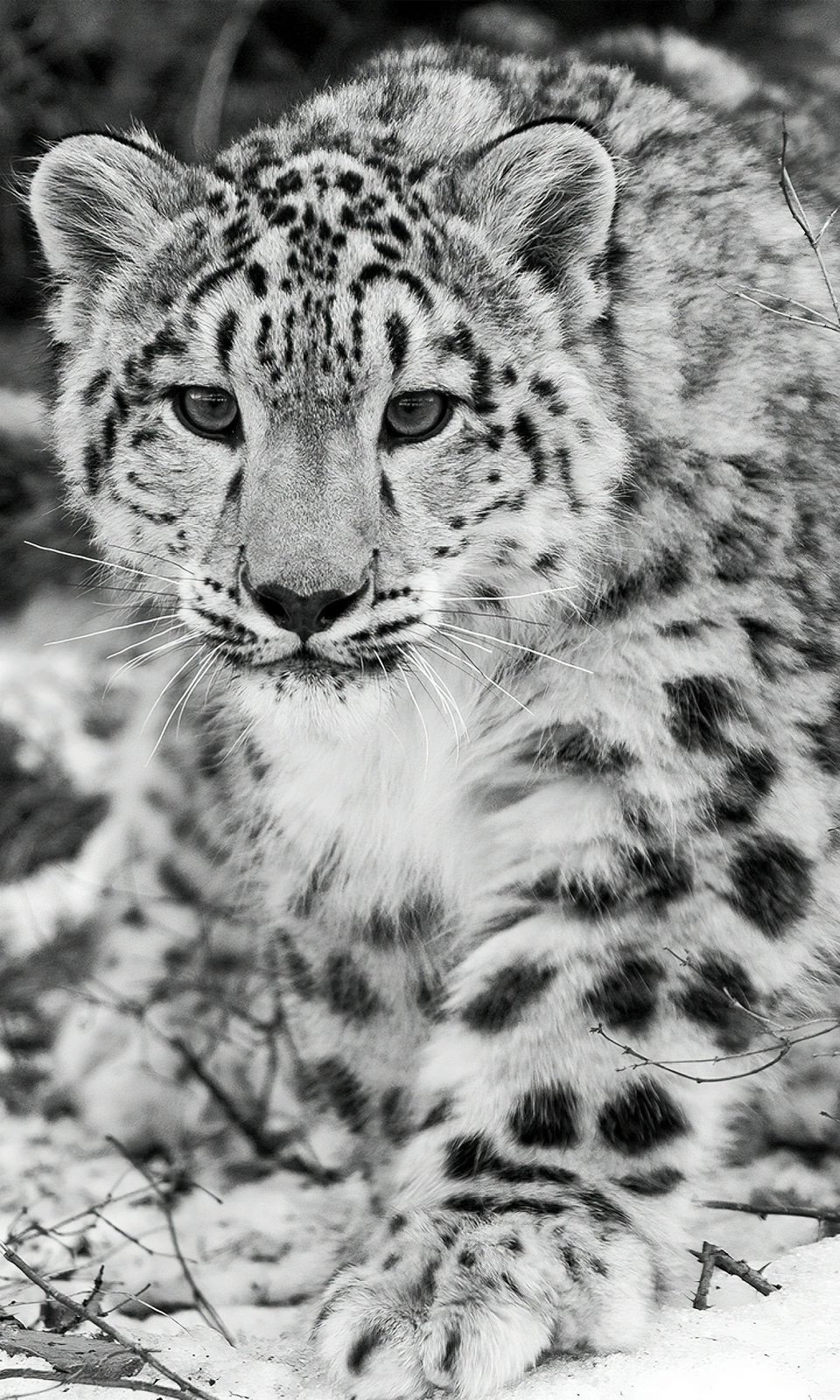 Set tapetash për banjo (2 copë), Mijolnir, CT-5286