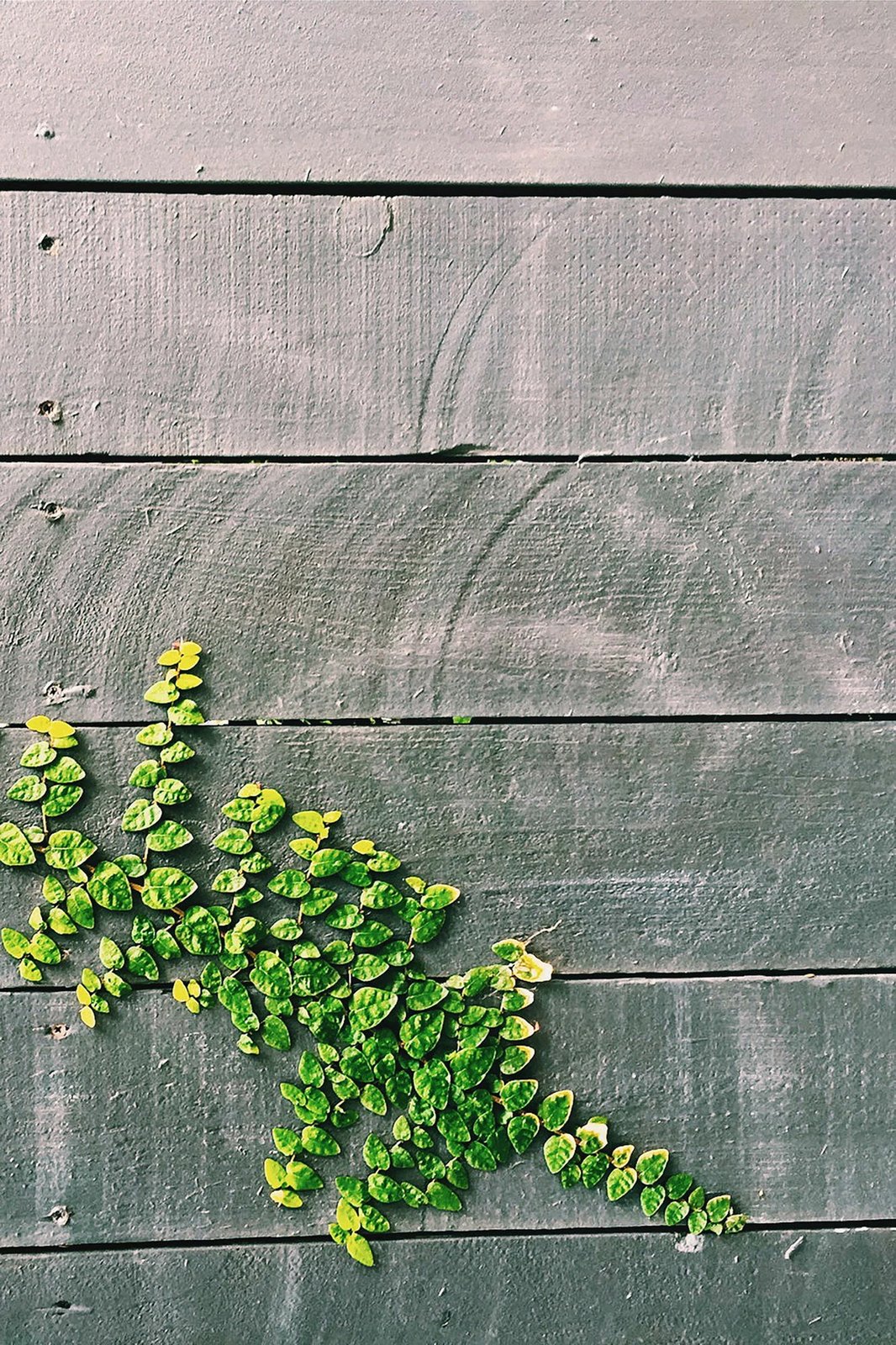 Qilim (60 x 100) Conceptum Hypnose, Wookece190