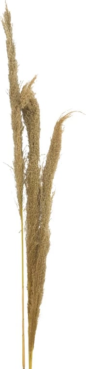 Set dekorativ me gjethe pampas natyrale, Beroun, 3 copë, 140cm