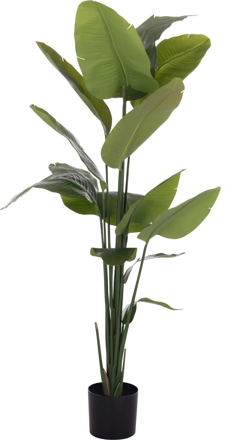 Bimë sintetike dekorative në vazo, Strelitzia, FH4739, Φ18x172cm