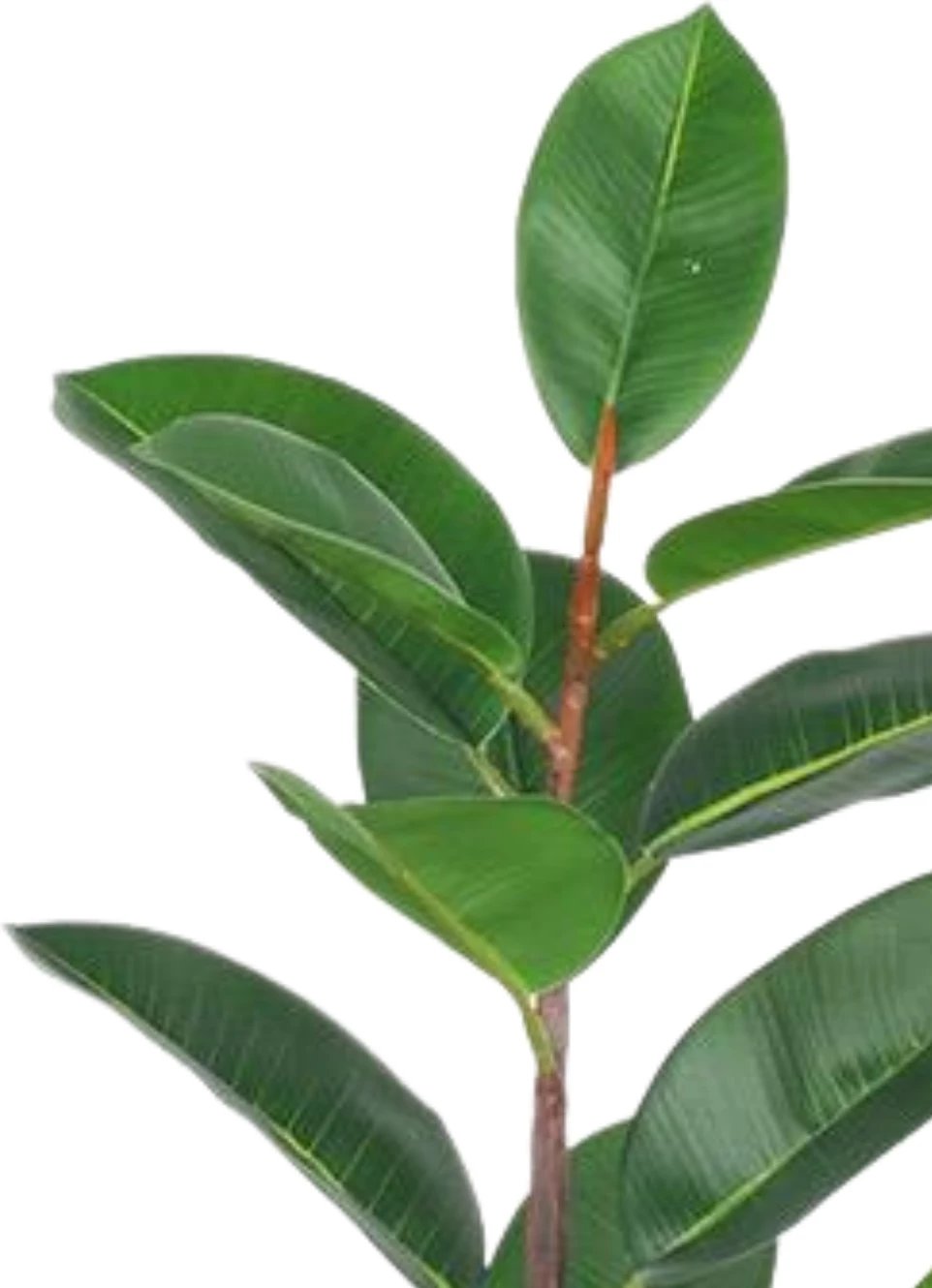 Bimë artificiale Rubber Tree. 150 cm
