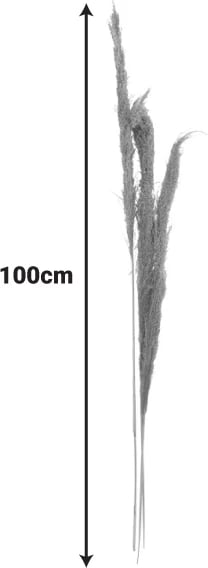 Set dekorativ me gjethe pampas natyrale, Beroun, 3 copë, 140cm