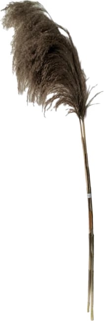 Lule dekorative Pampas natyrale rayung