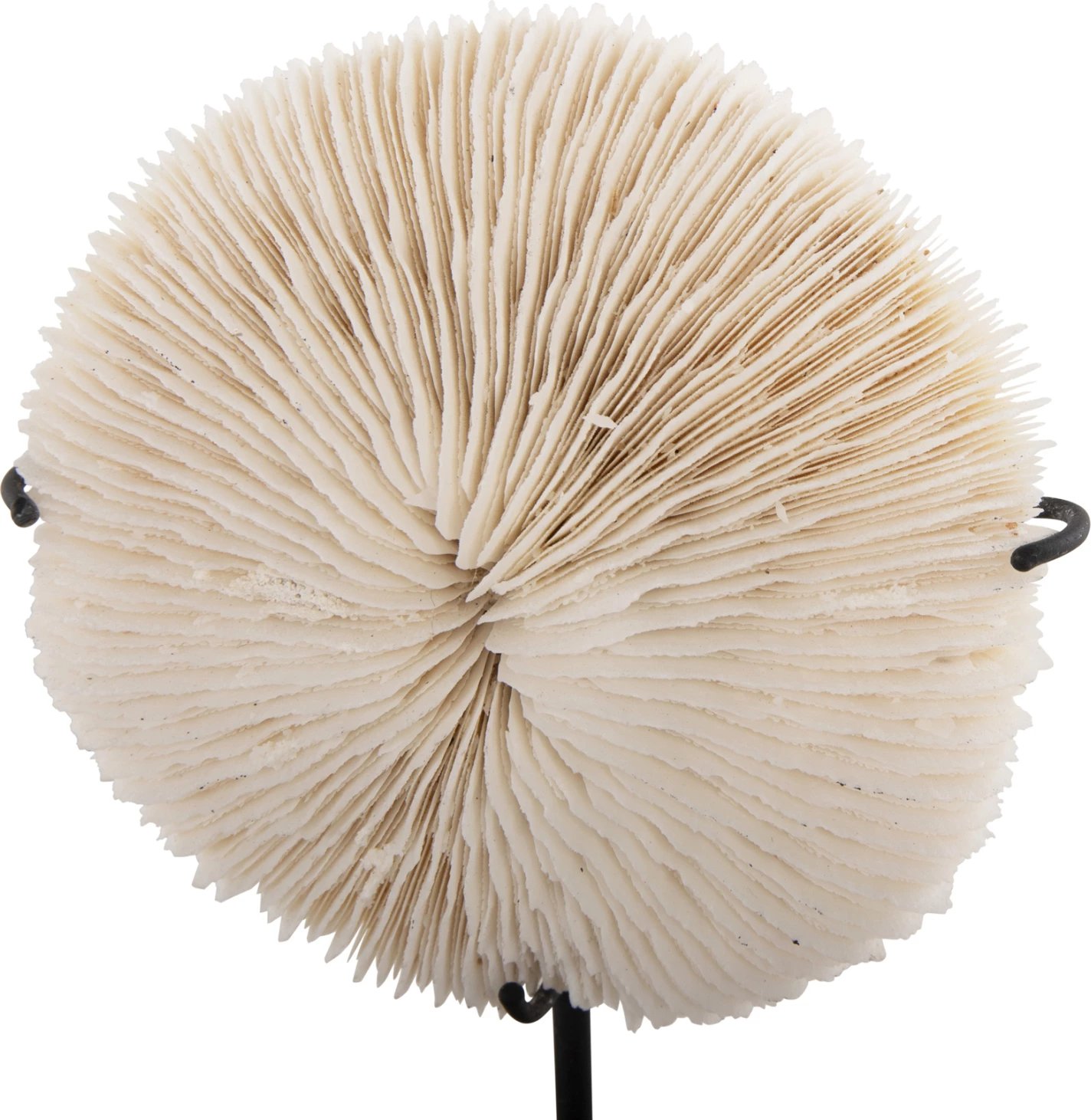 Dekor Tavoline FH4273 koral në ngjyrë natyrale - qëndrim metalik i zi 8x8x16H cm Dekor Tavoline FH4273 koral në ngjyrë natyrale - qëndrim metalik i zi 8x8x16H cm