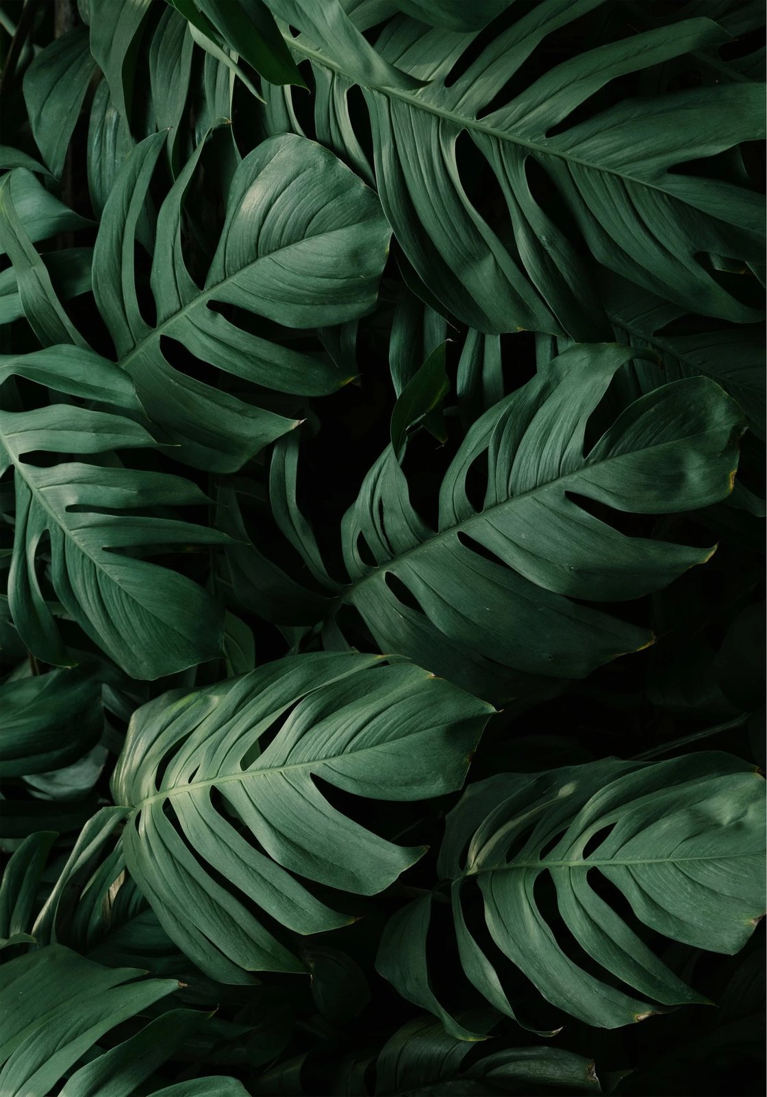 Set tapetesh për banjo (2 copë), Mijolnir, CT-5332