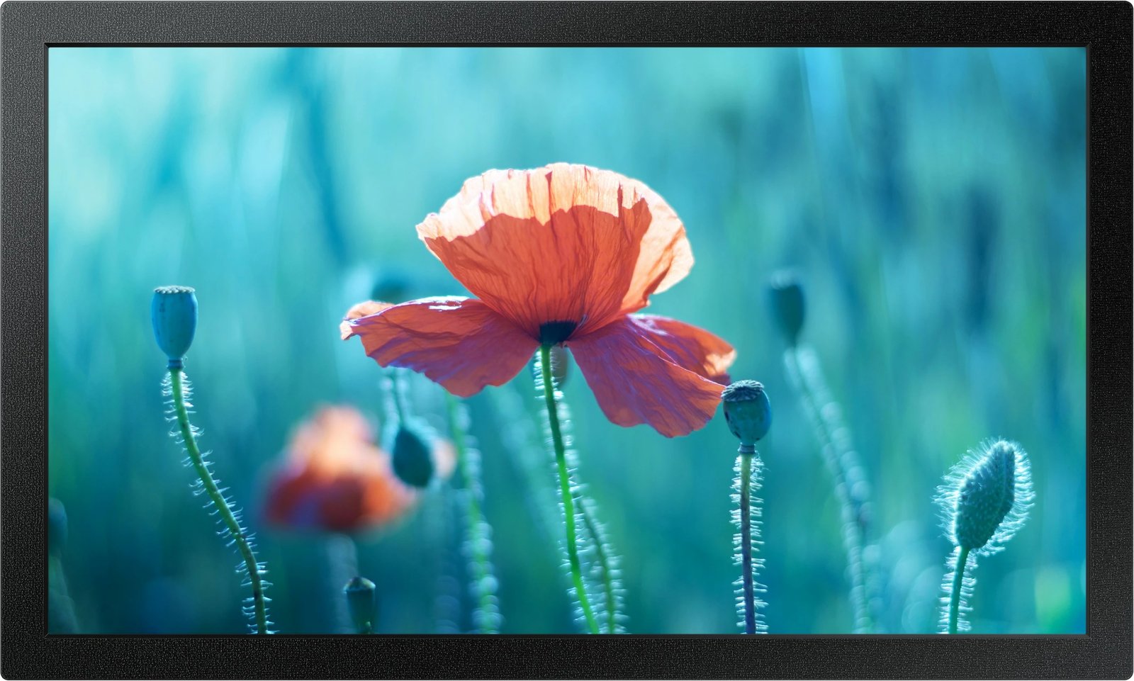 Ekran profesional Samsung Smart Signage QB13R-M 13 inç Edge LED