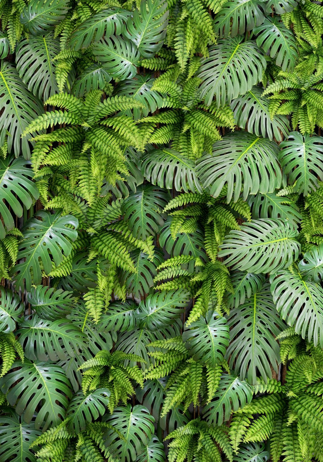 Set tapetesh për banjo (2 copë), Mijolnir, CT-5309