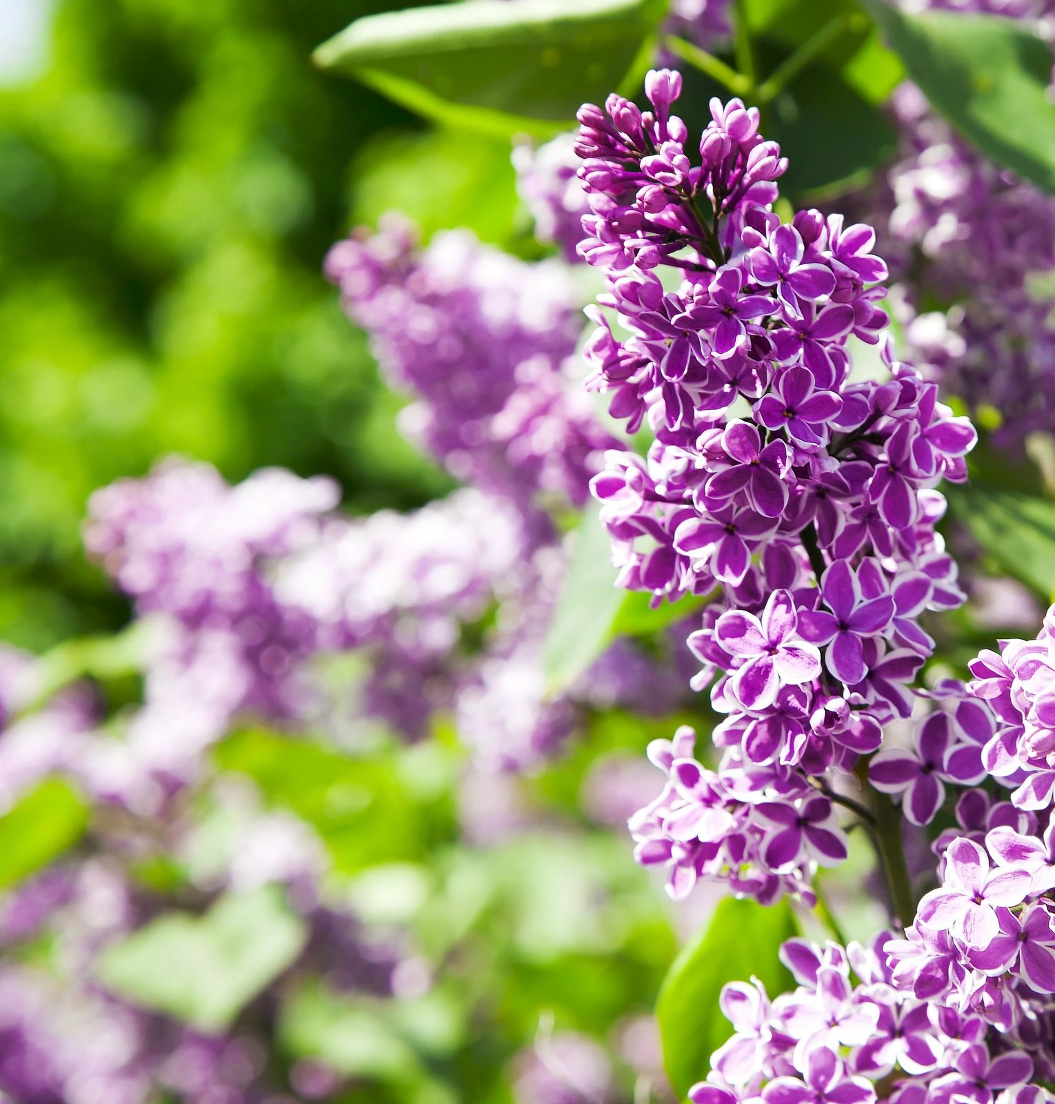 Set tapetash për banjo (2 copë), Mijolnir, CT-5143