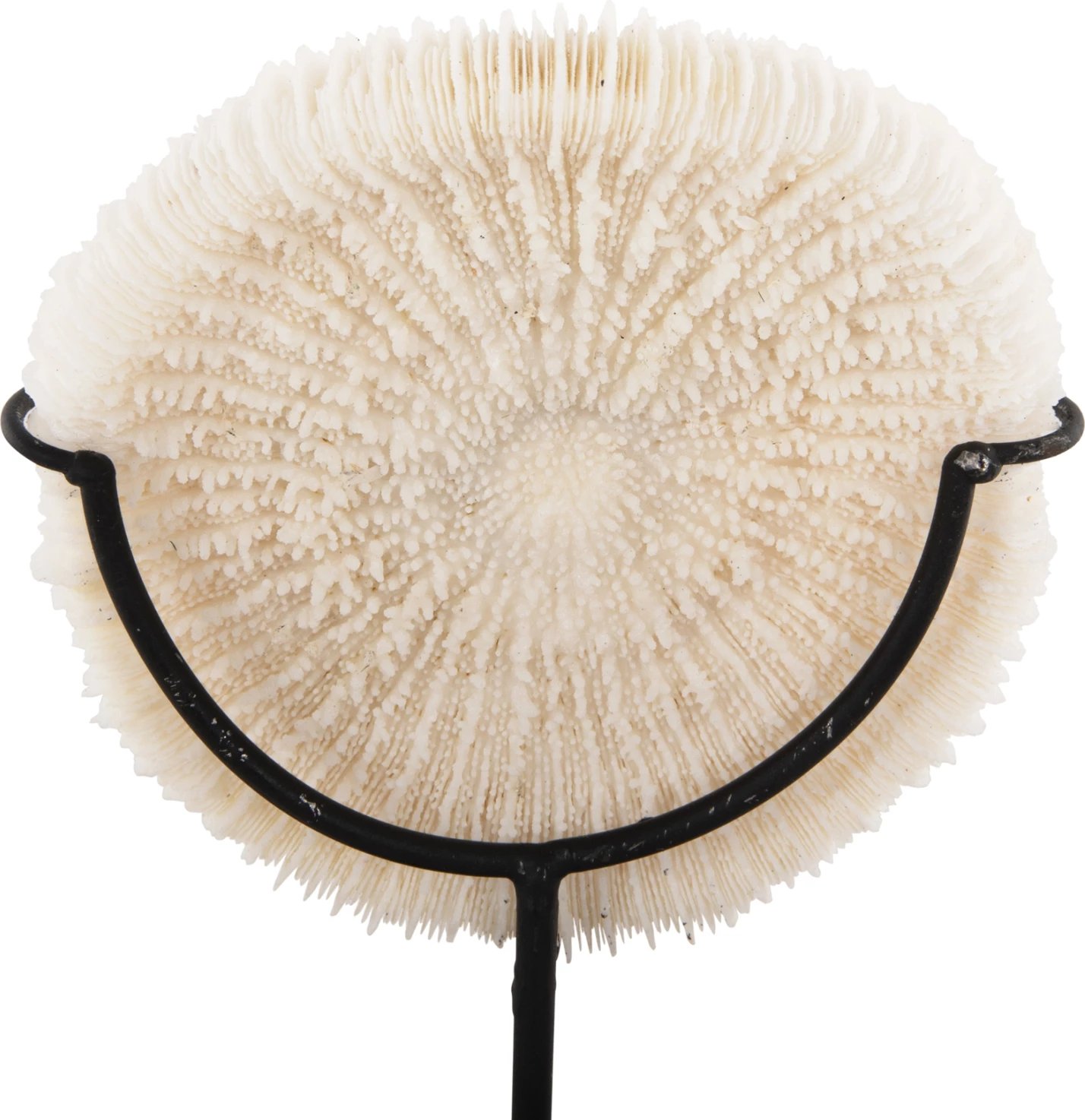 Dekor Tavoline FH4273 koral në ngjyrë natyrale - qëndrim metalik i zi 8x8x16H cm Dekor Tavoline FH4273 koral në ngjyrë natyrale - qëndrim metalik i zi 8x8x16H cm