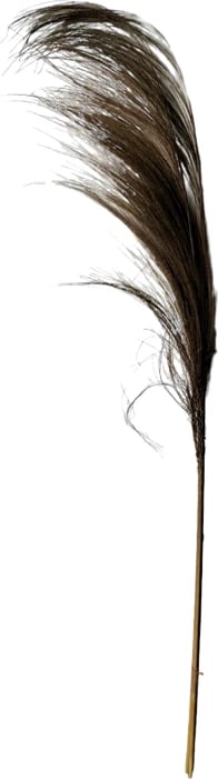 Lule dekorative Pampasion alang-alang natyrale