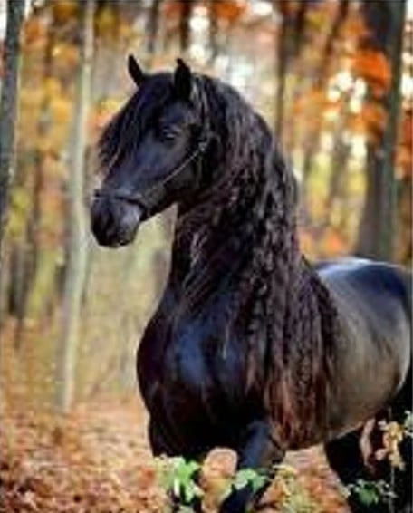 Mozaik me diamantë Norimpex Black Horse, 30x40 cm, shumëngjyrësh, set DIY