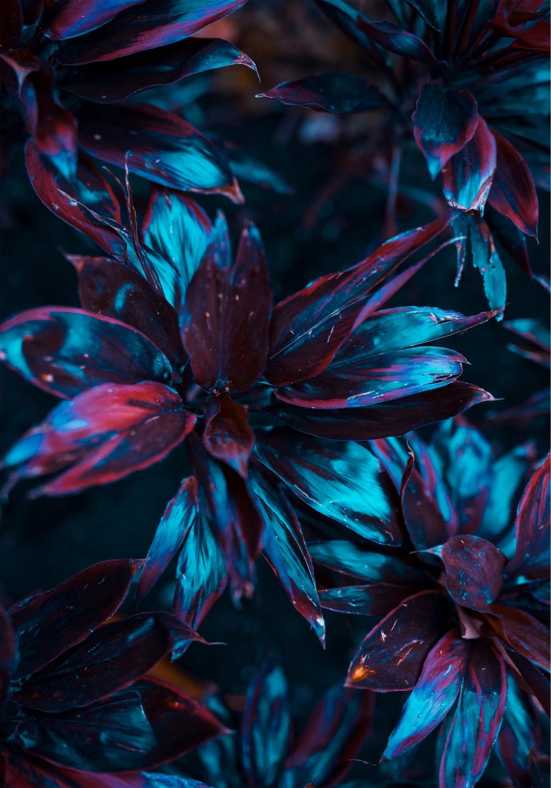 Set tapetash për banjo (2 copë), Mijolnir, CT-5333