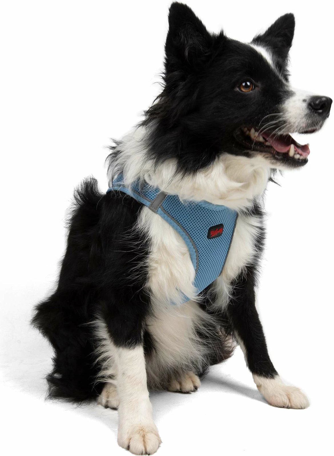 Parzmore për qen, Air-Mesh, ngjyrë kaltër, Paws & Whiskers