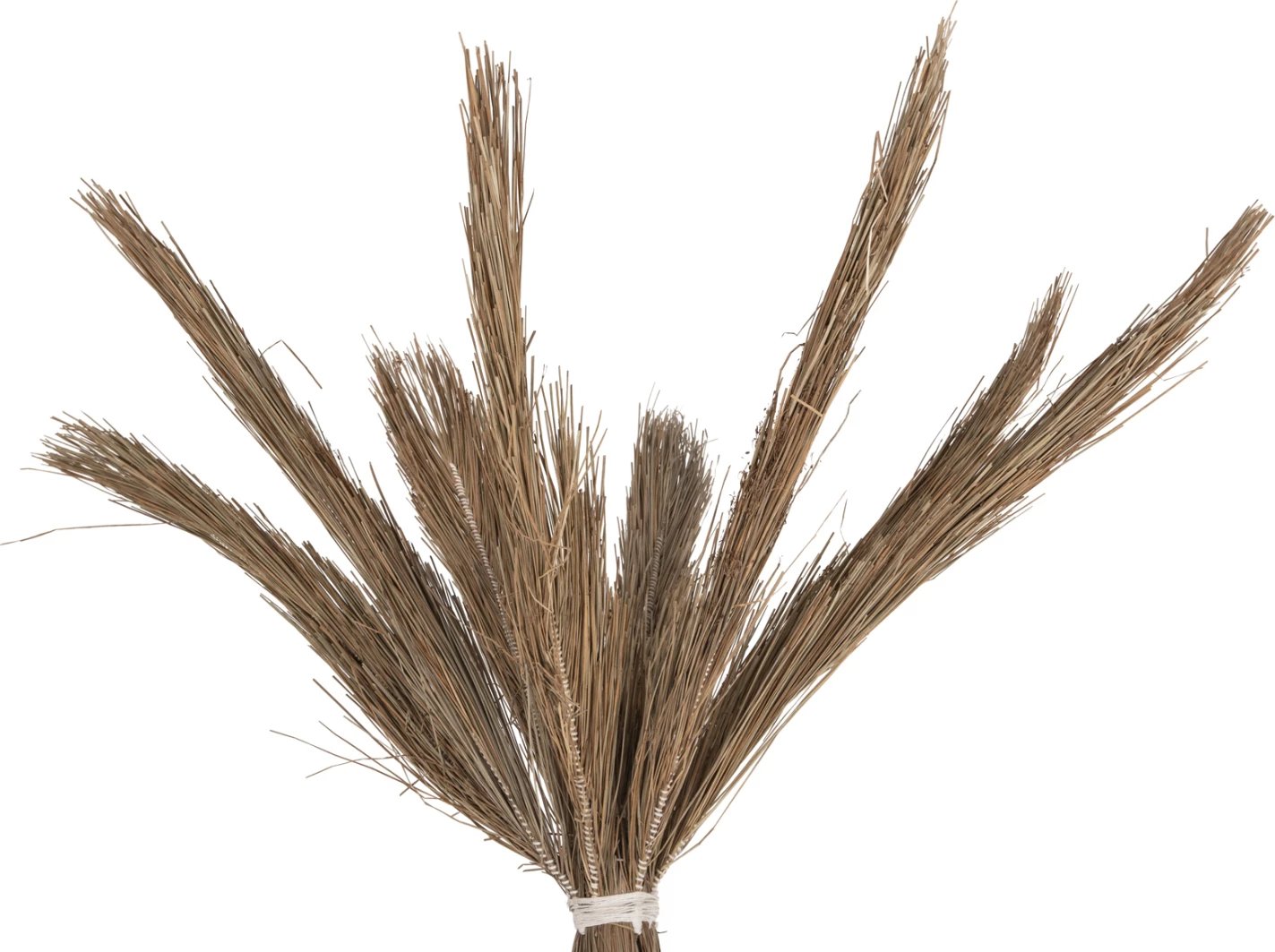 Pemë dekorative tropike, stil kokosi, FH4324, bar Mendong, 280Hcm