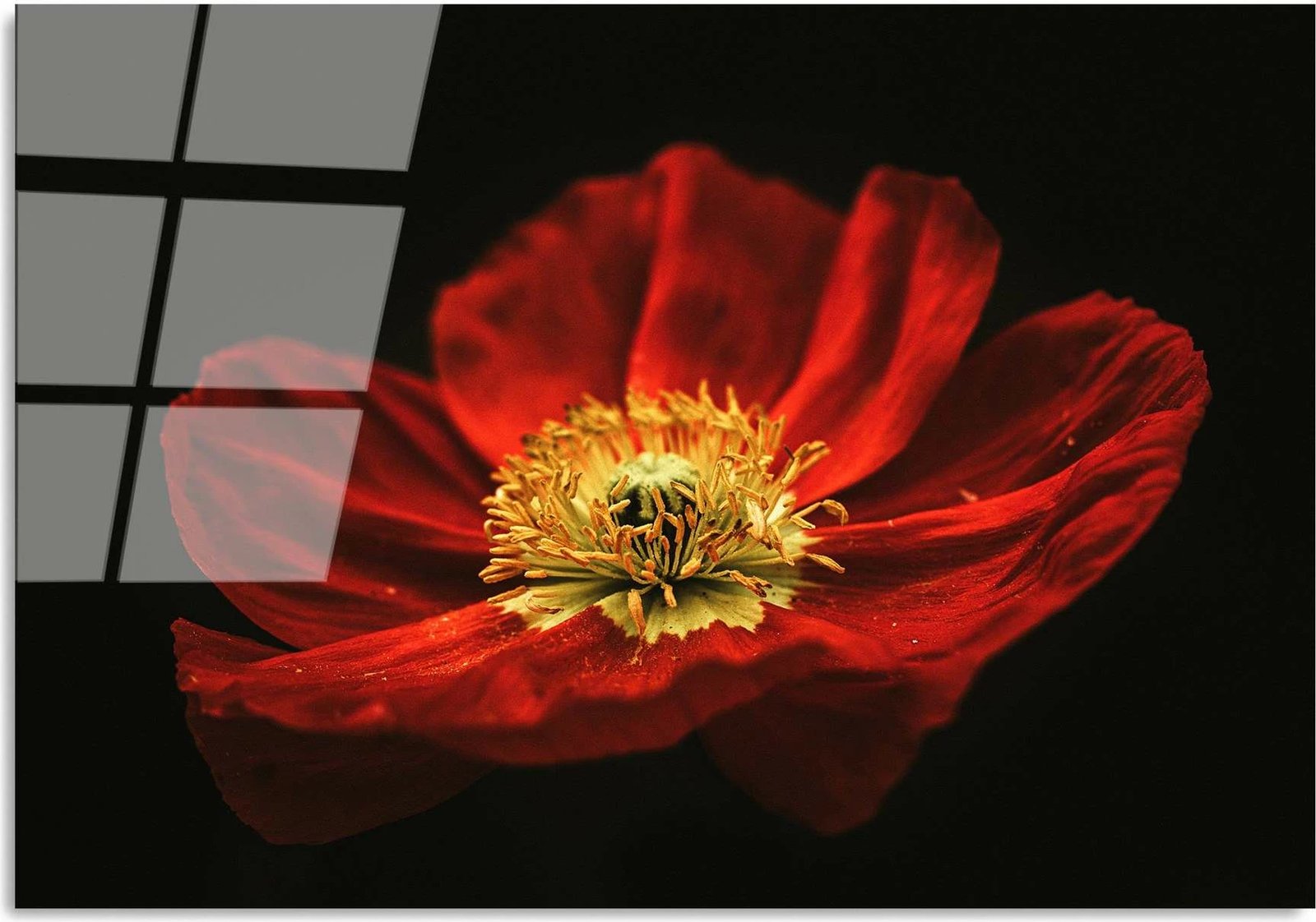 Pikturë dekorative prej xhami të temperuar, lulekuqe, UV-204, 70x100cm