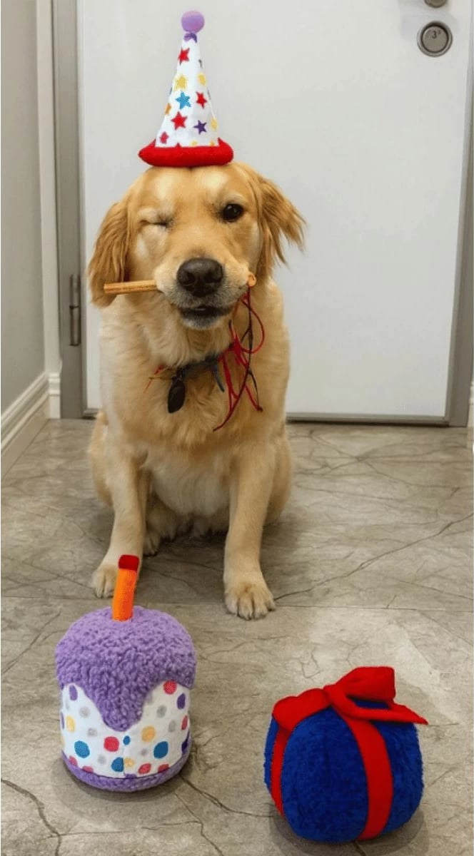 Set lodrash për qen, Paws & Whiskers, Havhav 1035, ngjyrë vjollcë, bardhë, kaltër