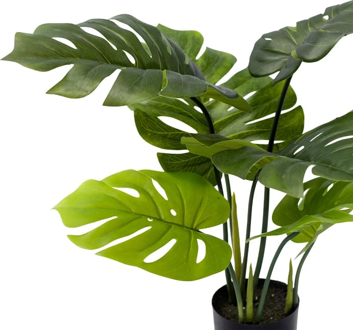 Bimë dekorative Monstera në vazo, ngjyrë e gjelbër, H70cm