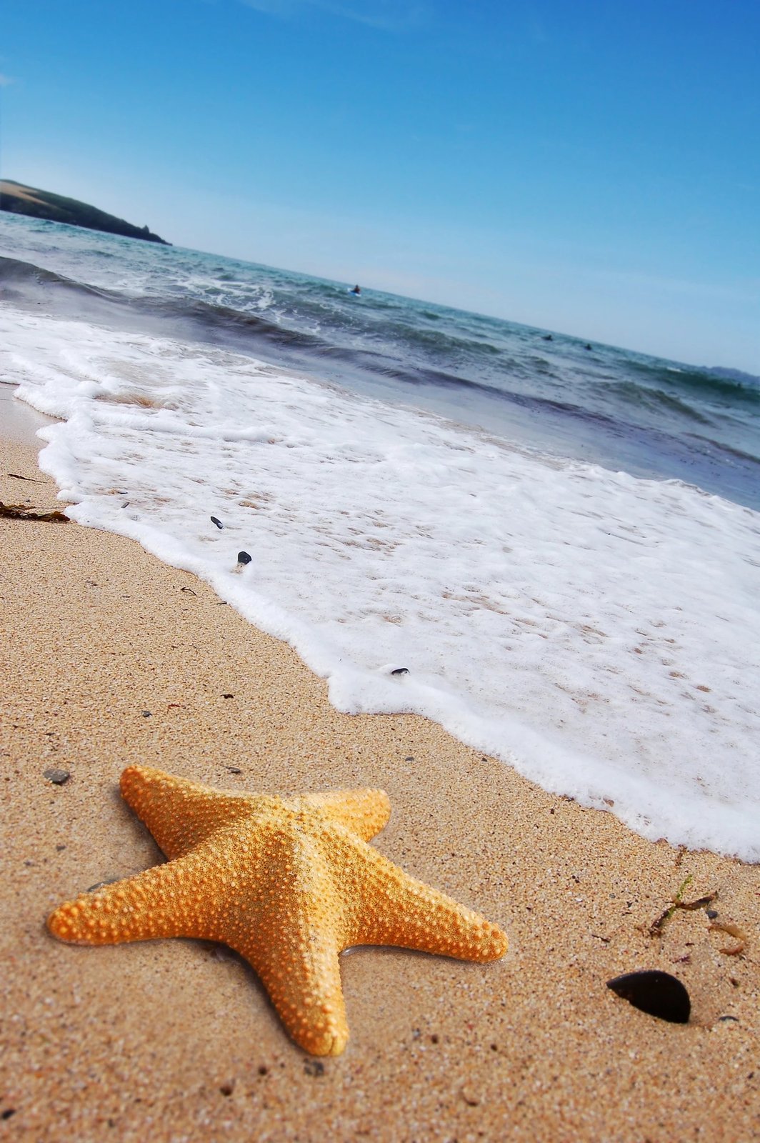 Set tapetash për banjo (2 copë), Mijölnir, CT-5112