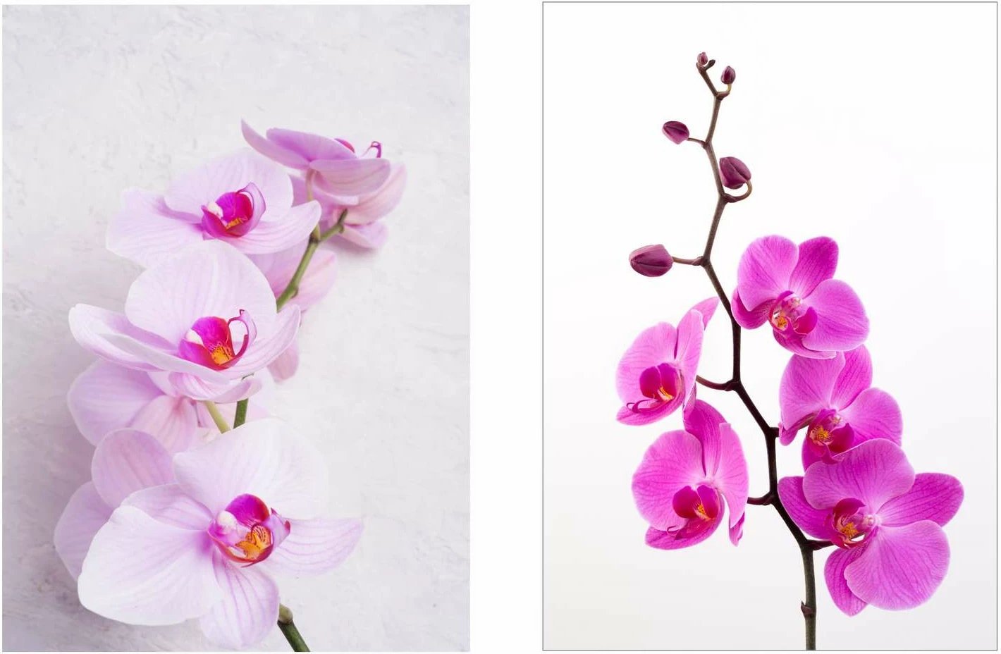 Pikturë dekorative me kornizë MDF (2 copë), Wallity, Mp2-00114, 21x30