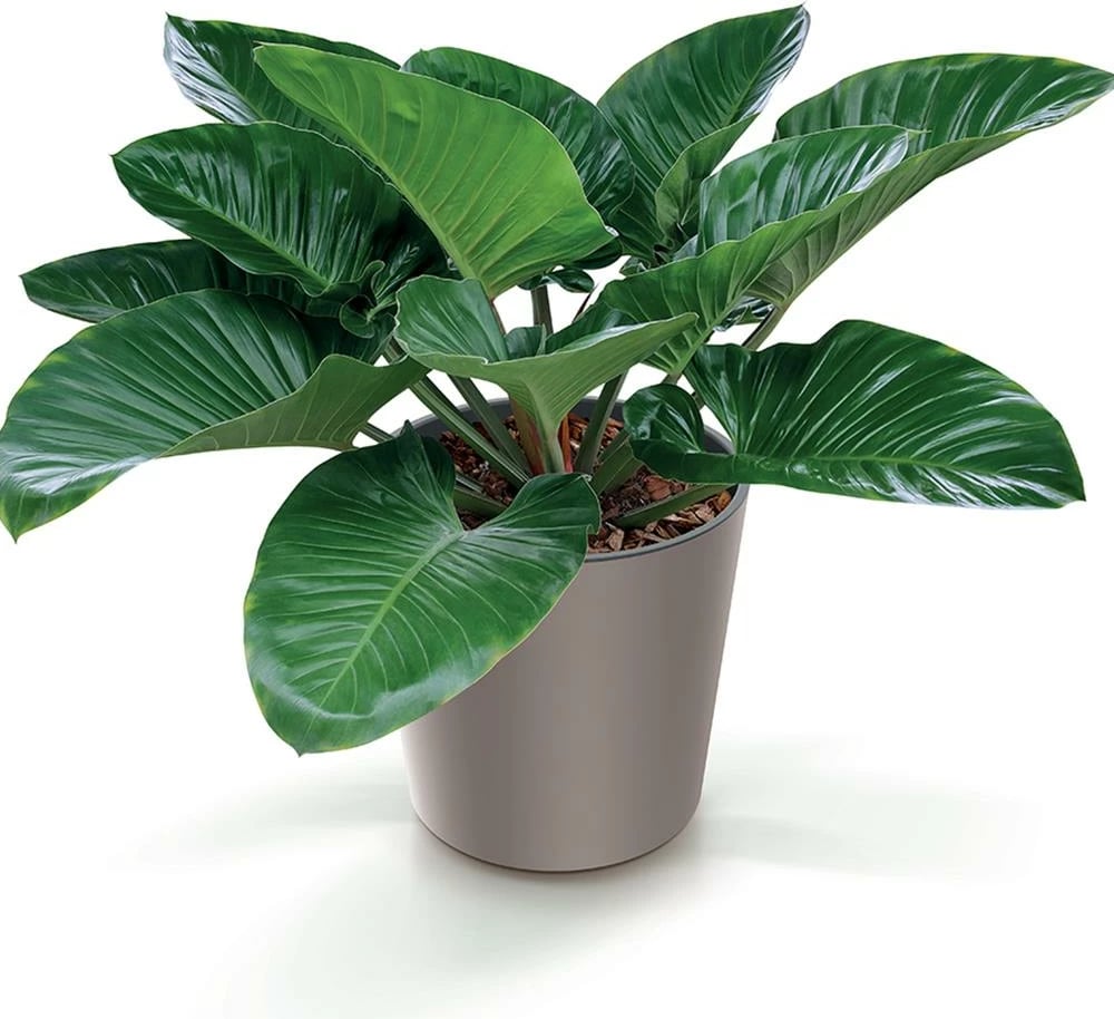 Saksia Urbi mocca NEXT Y29.5xΦ30cm, Gri