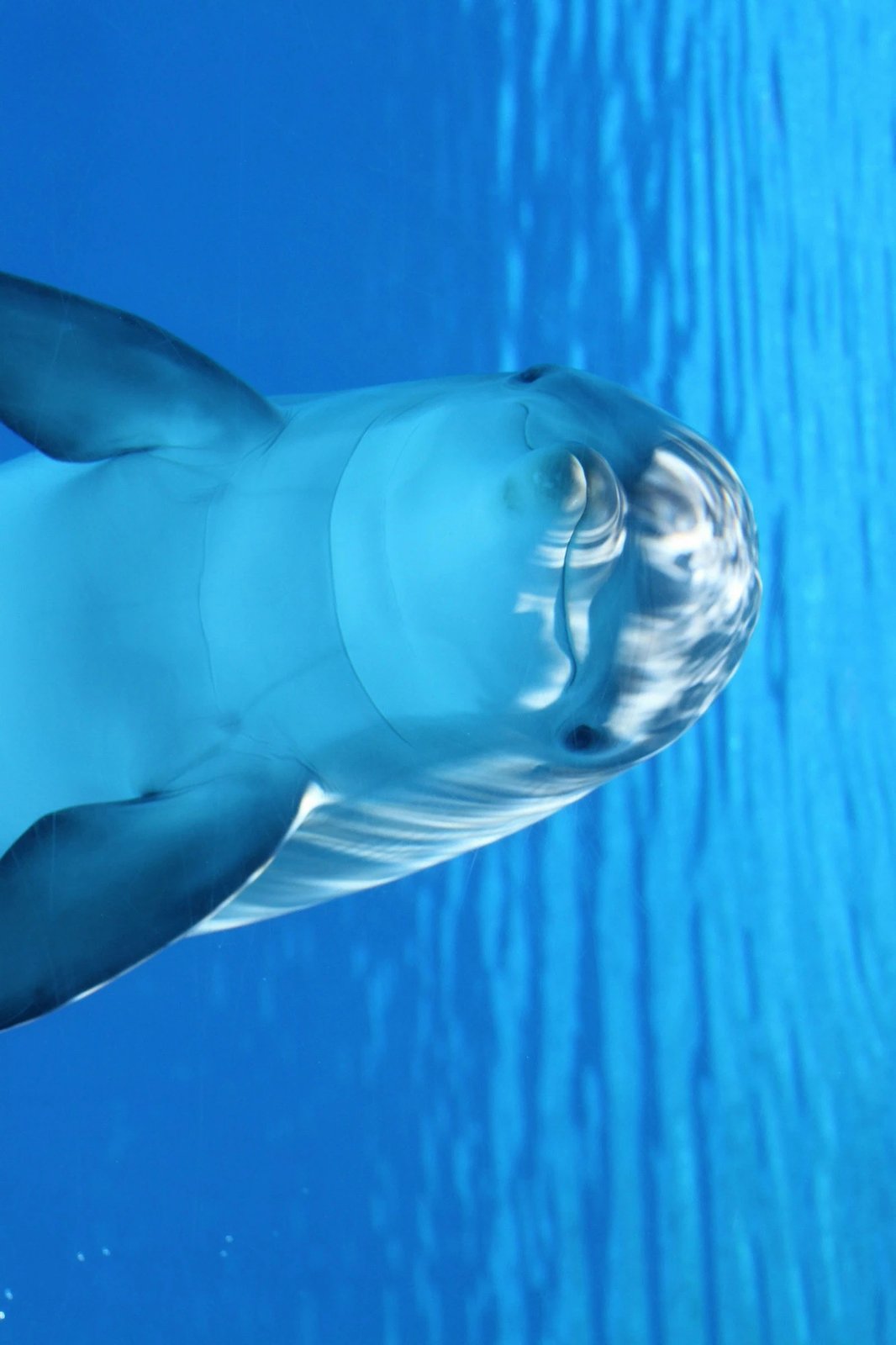 Qilim multikolor 180x280 Conceptum Hypnose, WOOKECE068