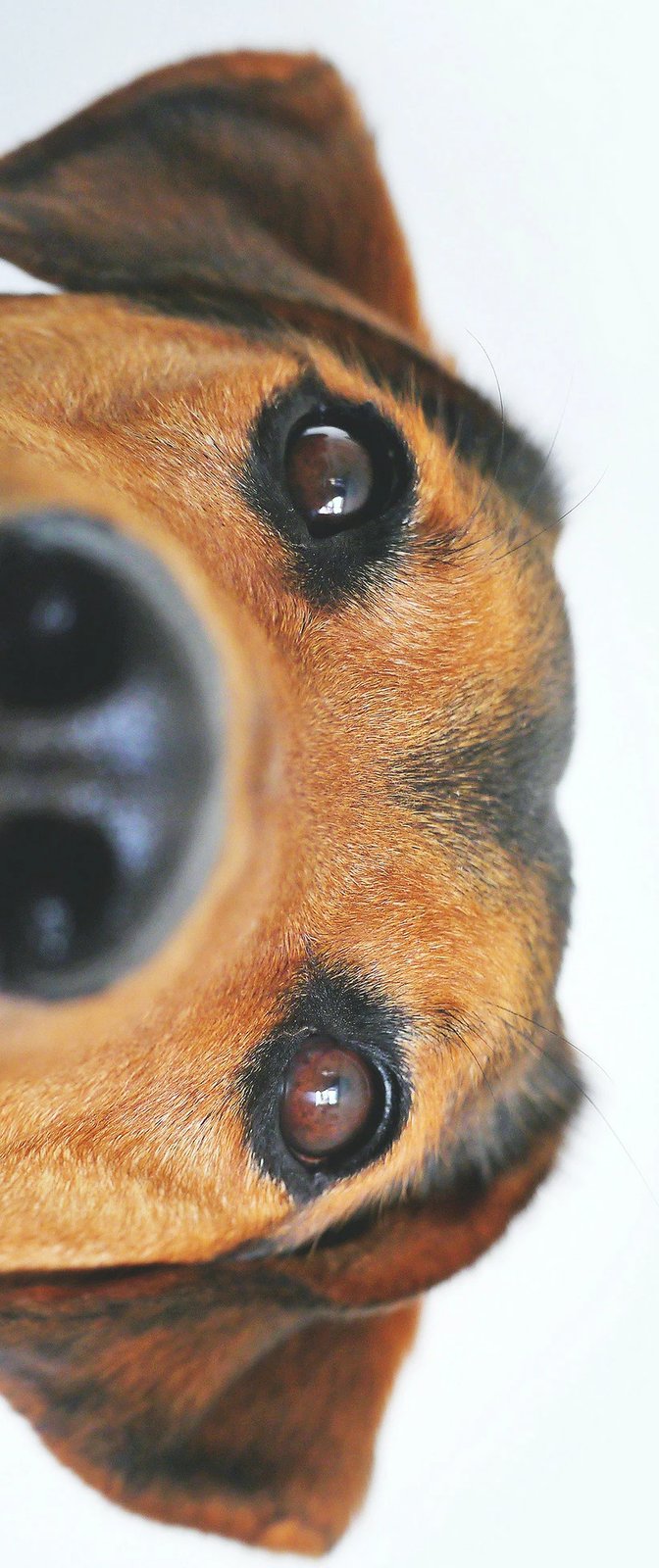 Qilim multingjyrësh, Conceptum Hypnose, WOOKECE082, 50x80cm