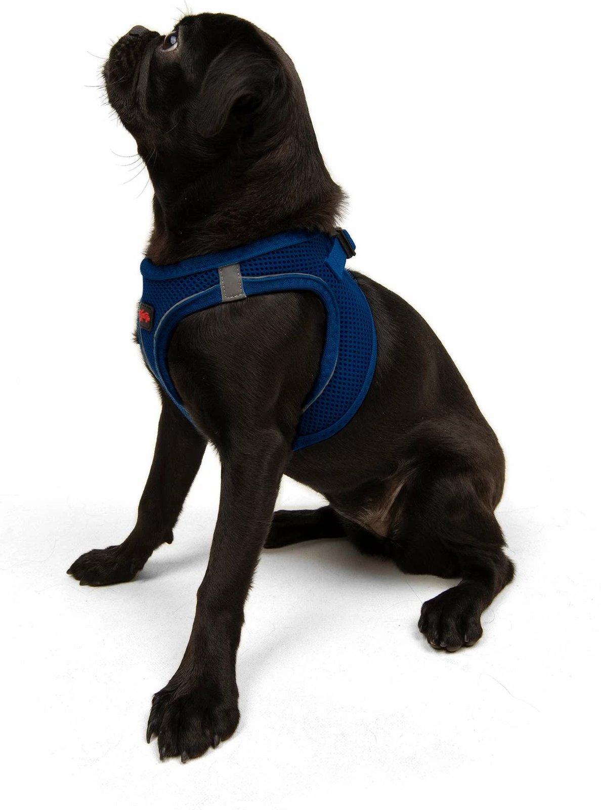 Parzmore për qen, Air-Mesh, ngjyrë sax blue