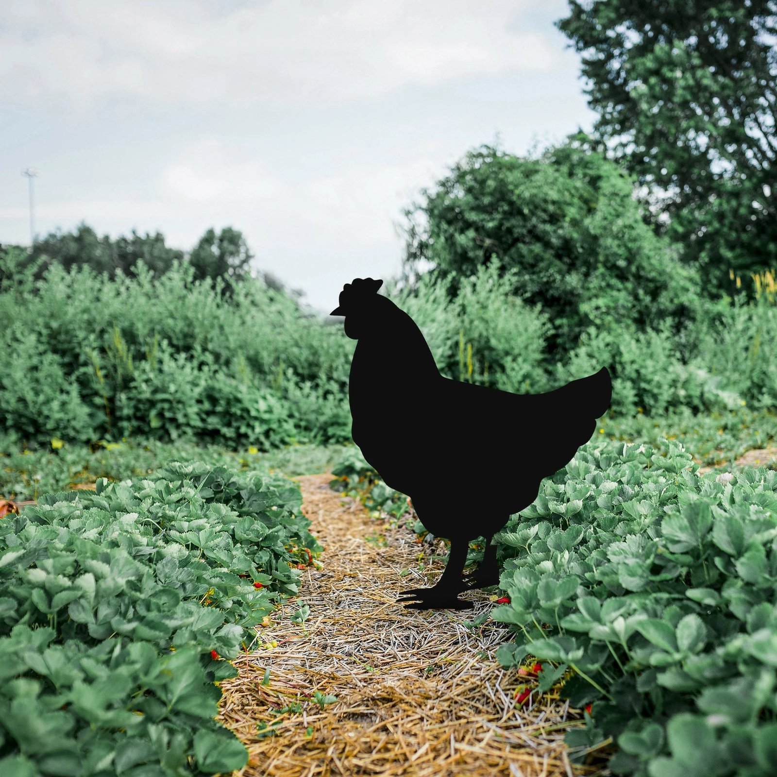 Dekor për kopsht, pulë, ngjyrë e zezë, Aberto Design, 64x42cm